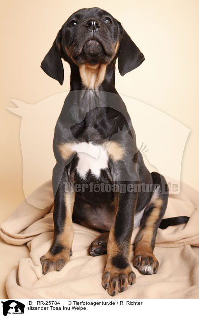 sitzender Tosa Inu Welpe / sitting Tosa Inu puppy / RR-25784