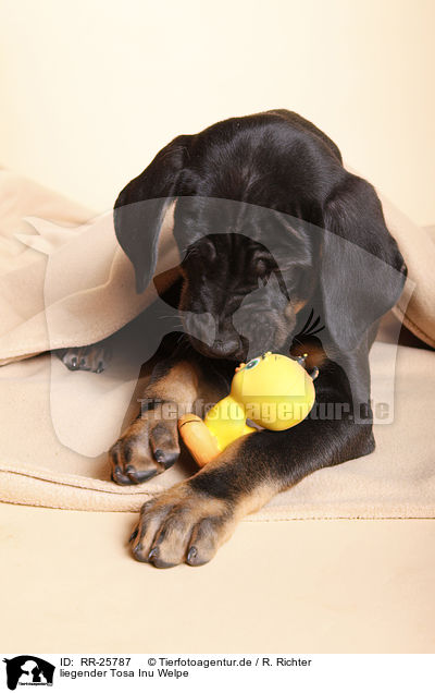 liegender Tosa Inu Welpe / lying Tosa Inu puppy / RR-25787