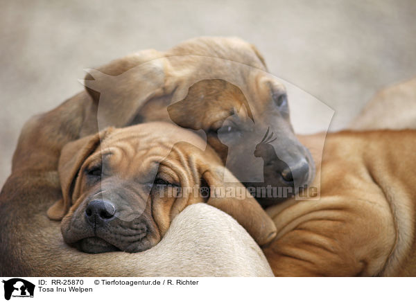 Tosa Inu Welpen / Tosa Inu puppies / RR-25870