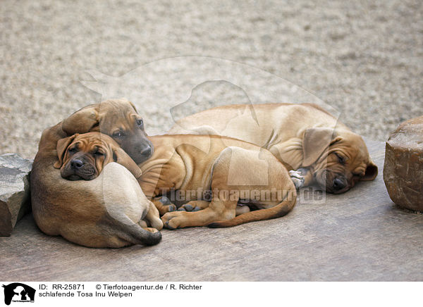 schlafende Tosa Inu Welpen / sleeping Tosa Inu puppies / RR-25871