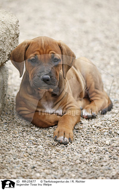 liegender Tosa Inu Welpe / lying Tosa Inu Puppy / RR-25877