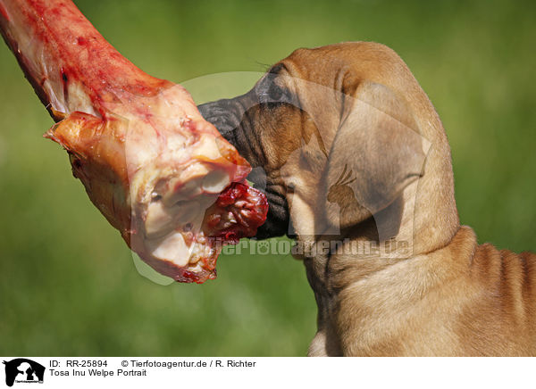 Tosa Inu Welpe Portrait / Tosa Inu puppy portrait / RR-25894