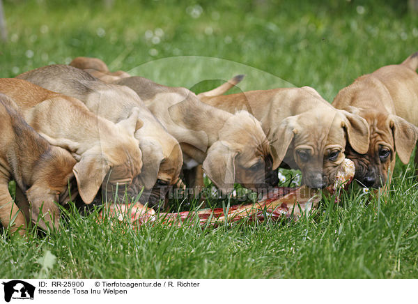 fressende Tosa Inu Welpen / eating Tosa Inu puppies / RR-25900