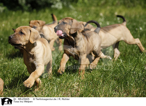 Tosa Inu Welpen / Tosa Inu puppies / RR-25905