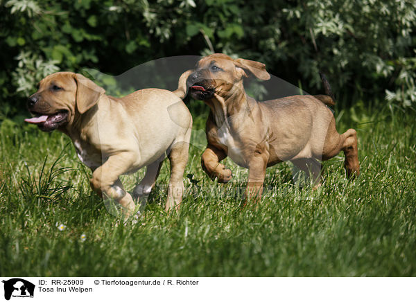 Tosa Inu Welpen / Tosa Inu puppies / RR-25909