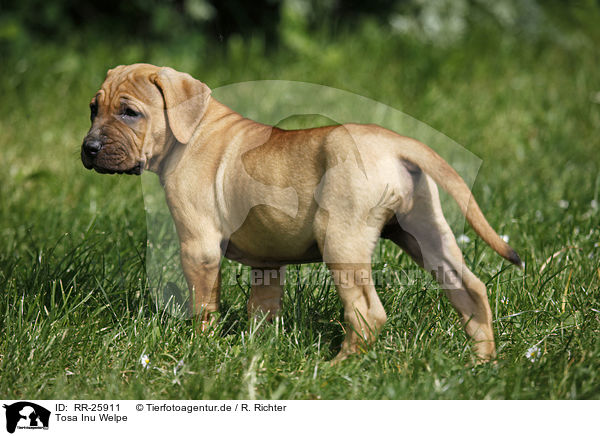 Tosa Inu Welpe / Tosa Inu Puppy / RR-25911