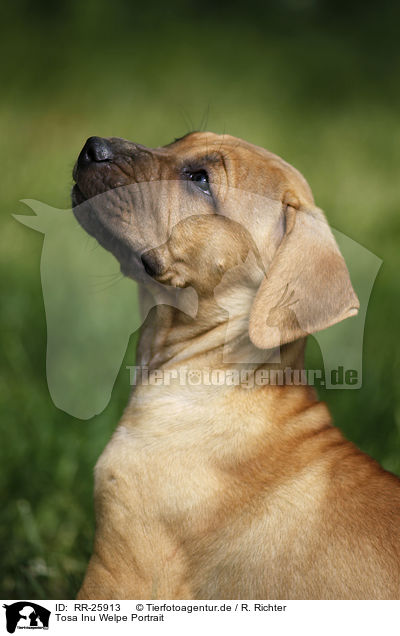 Tosa Inu Welpe Portrait / RR-25913