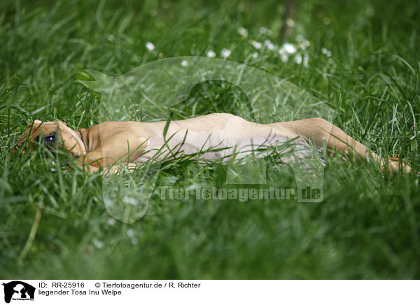 liegender Tosa Inu Welpe / lying Tosa Inu Puppy / RR-25916