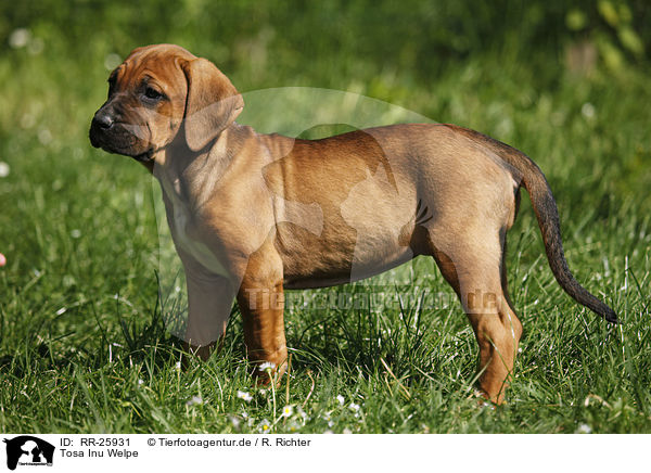 Tosa Inu Welpe / Tosa Inu Puppy / RR-25931
