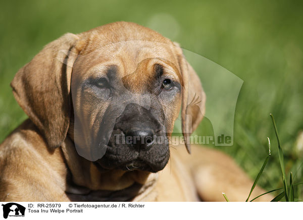 Tosa Inu Welpe Portrait / RR-25979