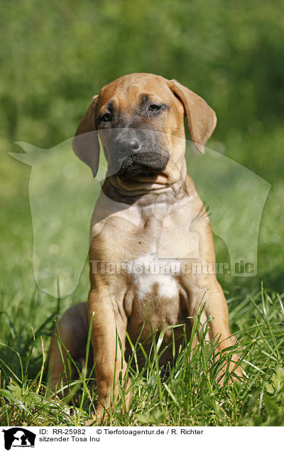 sitzender Tosa Inu / RR-25982