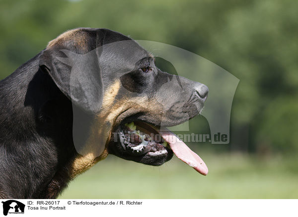 Tosa Inu Portrait / Tosa Inu Portrait / RR-26017