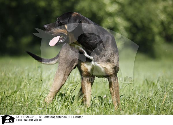 Tosa Inu auf Wiese / Tosa Inu on meadow / RR-26021