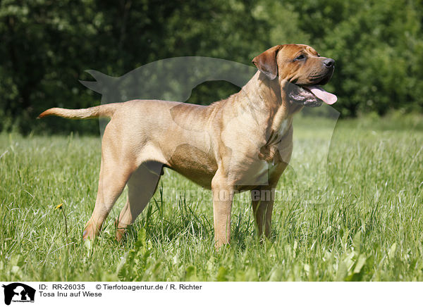 Tosa Inu auf Wiese / Tosa Inu on meadow / RR-26035