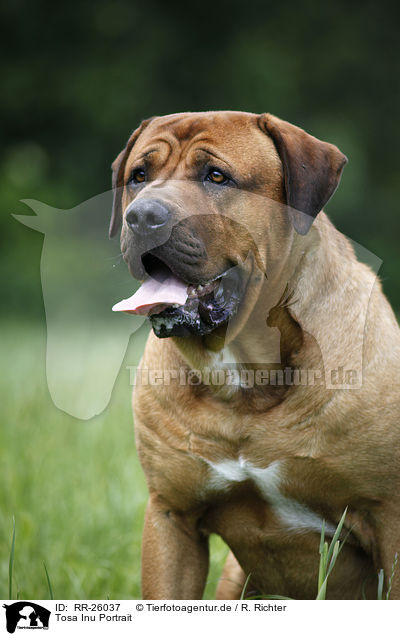 Tosa Inu Portrait / Tosa Inu Portrait / RR-26037
