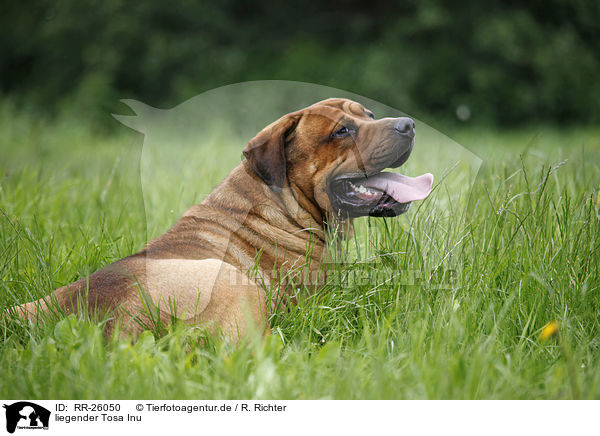 liegender Tosa Inu / lying Tosa Inu / RR-26050