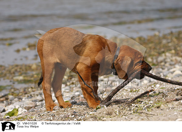 Tosa Inu Welpe / Tosa Inu Puppy / VM-01026
