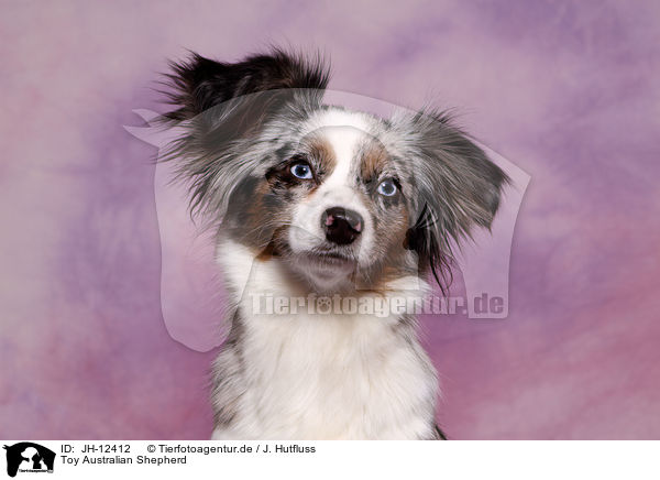 Toy Australian Shepherd / JH-12412