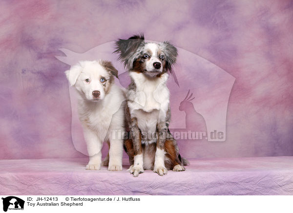 Toy Australian Shepherd / JH-12413