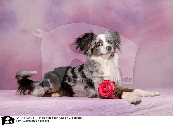 Toy Australian Shepherd / Toy Australian Shepherd / JH-12414