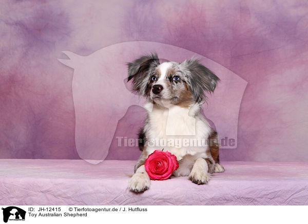 Toy Australian Shepherd / Toy Australian Shepherd / JH-12415