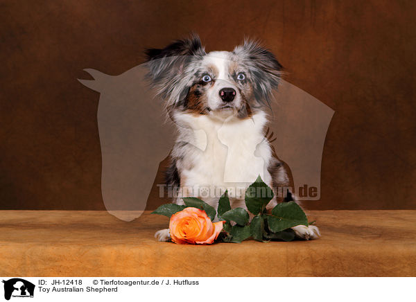 Toy Australian Shepherd / Toy Australian Shepherd / JH-12418