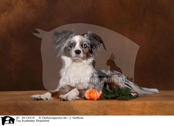 Toy Australian Shepherd / JH-12419