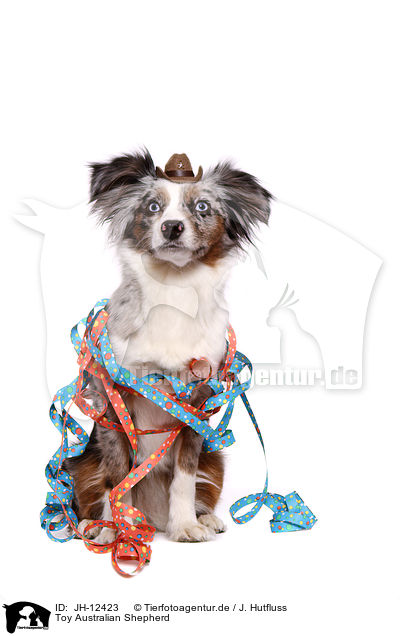 Toy Australian Shepherd / JH-12423