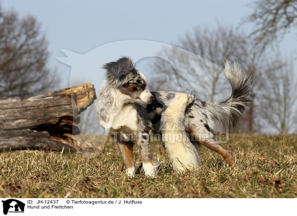 Hund und Frettchen / dog and ferret / JH-12437