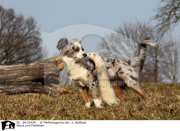 Hund und Frettchen / dog and ferret / JH-12438