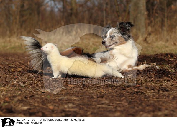 Hund und Frettchen / JH-12455
