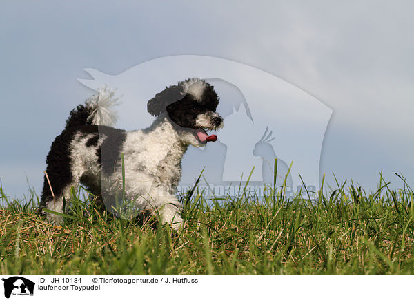 laufender Toypudel / walking Toy Poodle / JH-10184
