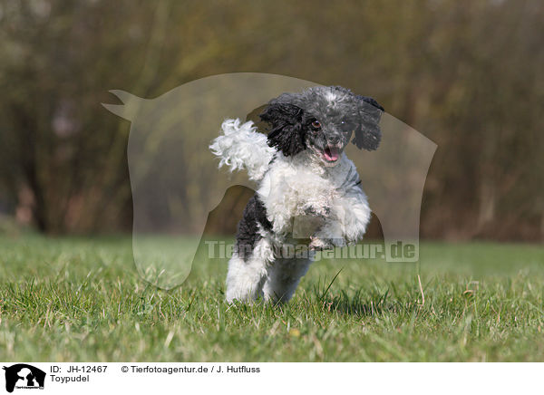 Toypudel / toy poodle / JH-12467