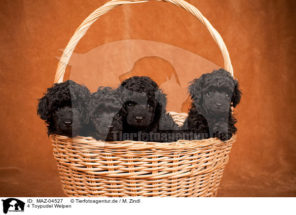 4 Toypudel Welpen / 4 Toy Poodle Puppies / MAZ-04527