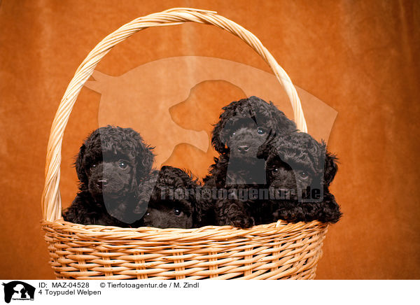 4 Toypudel Welpen / 4 Toy Poodle Puppies / MAZ-04528