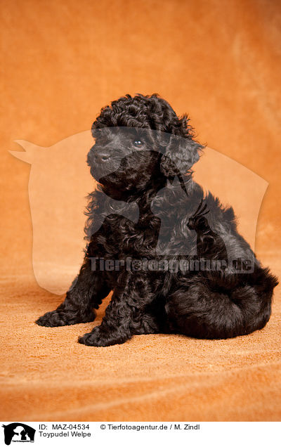 Toypudel Welpe / Toy Poodle Puppy / MAZ-04534