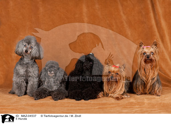 5 Hunde / 5 dogs / MAZ-04537