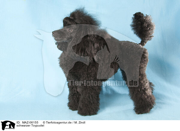 schwarzer Toypudel / blackToy Poodle / MAZ-06155