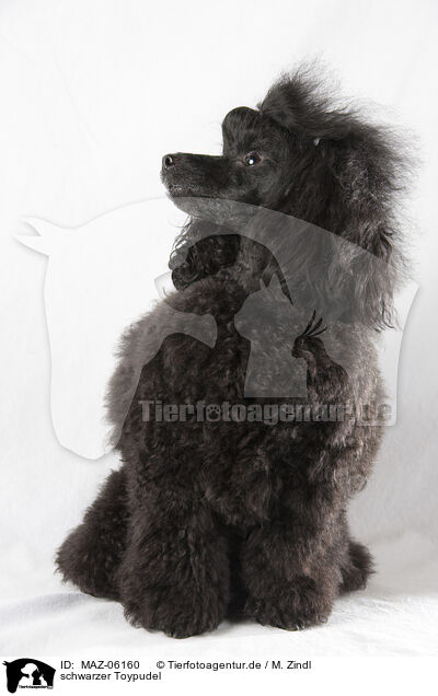 schwarzer Toypudel / blackToy Poodle / MAZ-06160