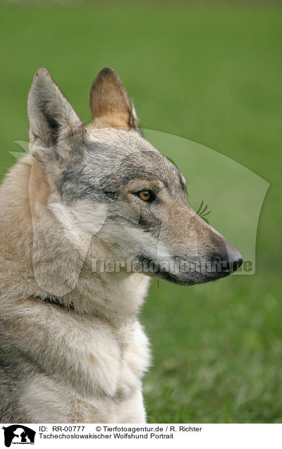 Tschechoslowakischer Wolfshund Portrait / RR-00777