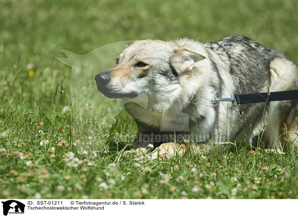 Tschechoslowakischer Wolfshund / Czechoslovakian Wolfdog / SST-01211