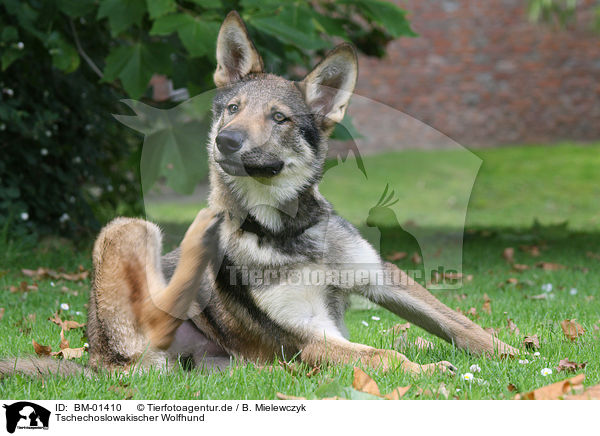 Tschechoslowakischer Wolfhund / Czechoslovakian wolfdog / BM-01410