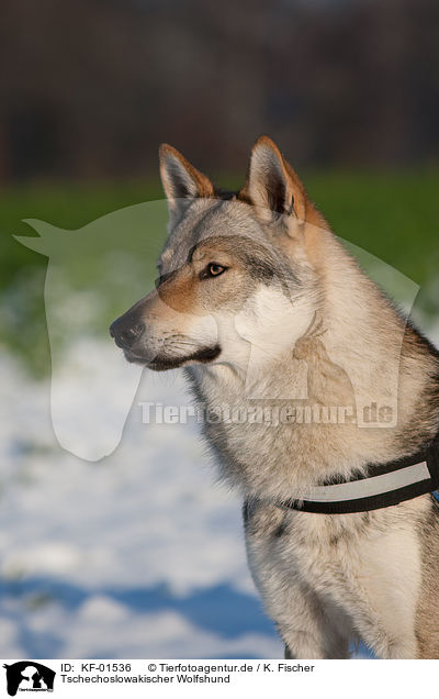 Tschechoslowakischer Wolfshund / Czechoslovakian wolfdog / KF-01536