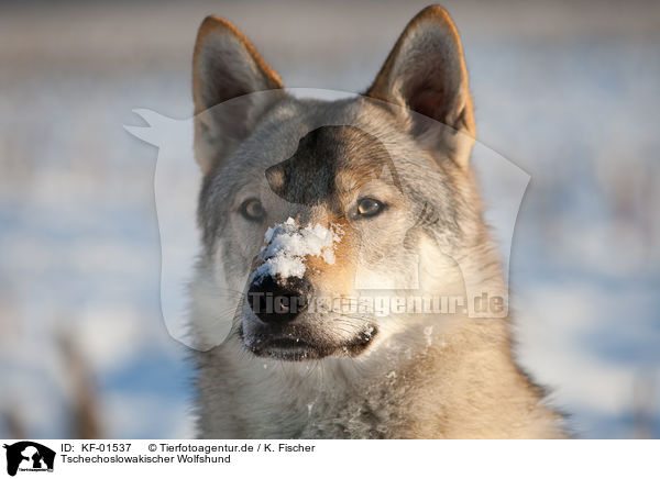 Tschechoslowakischer Wolfshund / KF-01537
