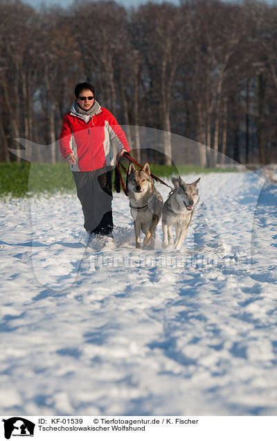 Tschechoslowakischer Wolfshund / KF-01539