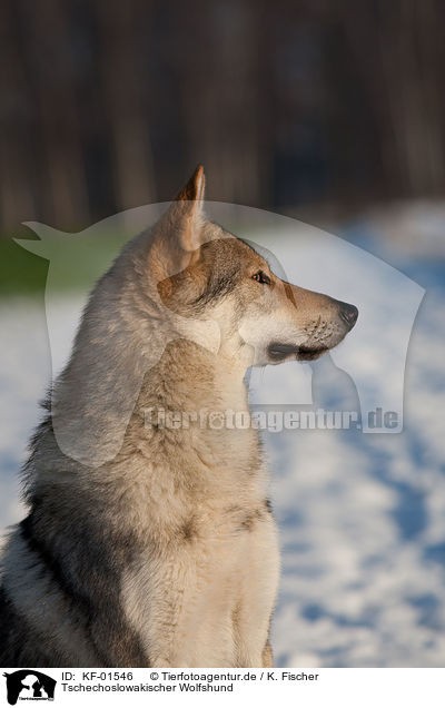 Tschechoslowakischer Wolfshund / Czechoslovakian wolfdog / KF-01546
