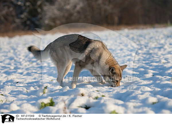 Tschechoslowakischer Wolfshund / Czechoslovakian wolfdog / KF-01549