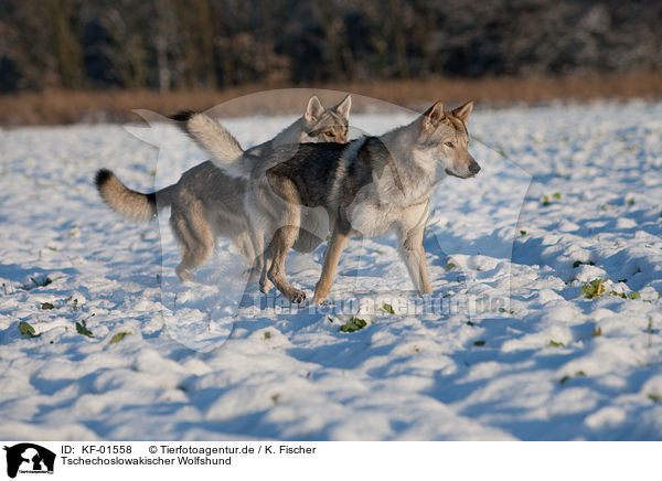 Tschechoslowakischer Wolfshund / Czechoslovakian wolfdog / KF-01558