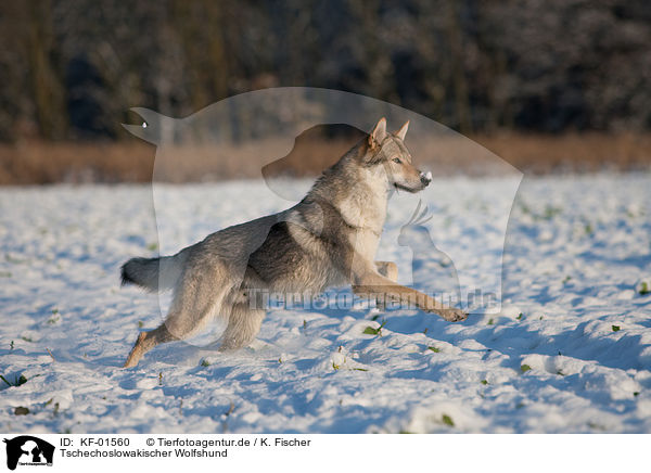Tschechoslowakischer Wolfshund / Czechoslovakian wolfdog / KF-01560