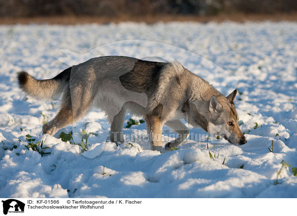 Tschechoslowakischer Wolfshund / Czechoslovakian wolfdog / KF-01566